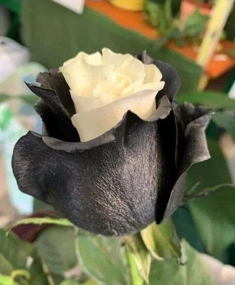 Черная роза Halfeti