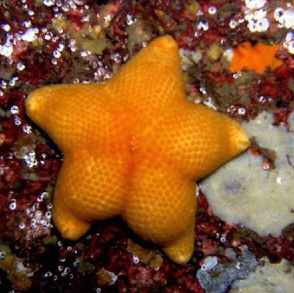 рыба звезда фото