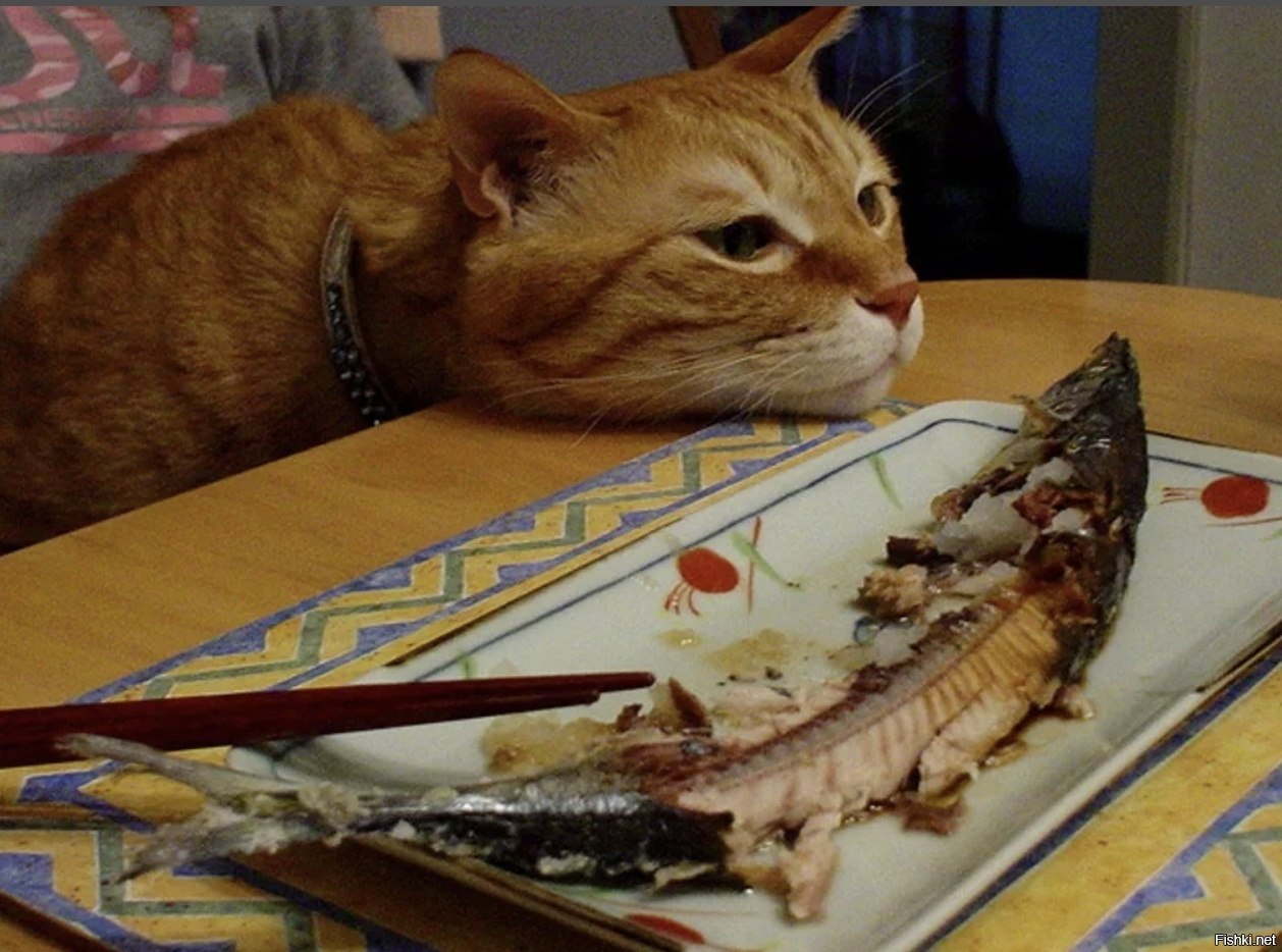 Кот ест рыбу