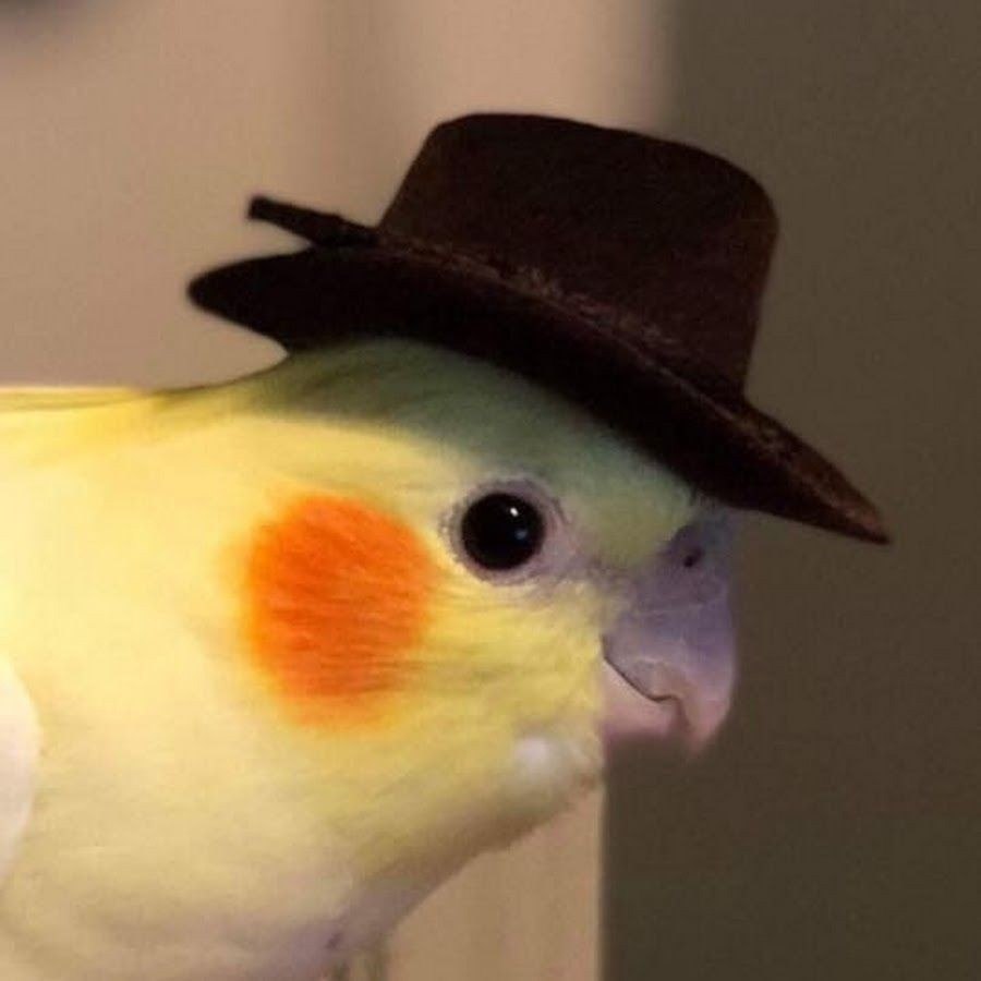 Попугай в шляпе