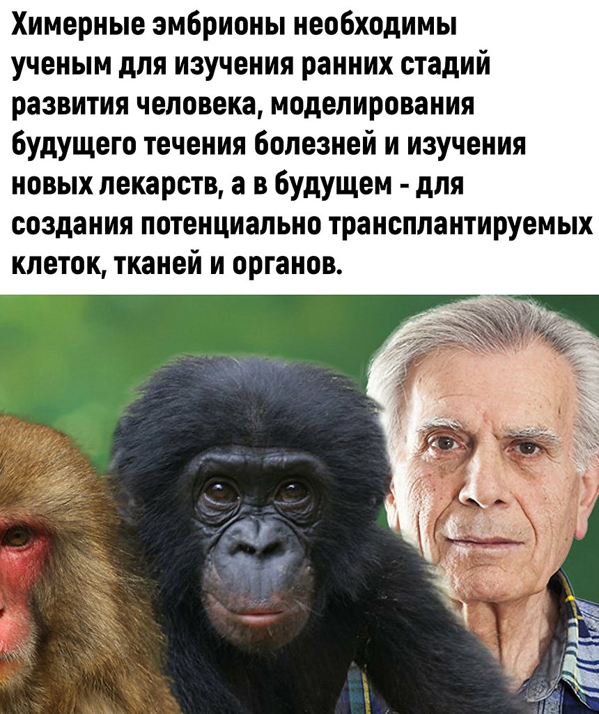 Скрещивания человека и обезьяны фото