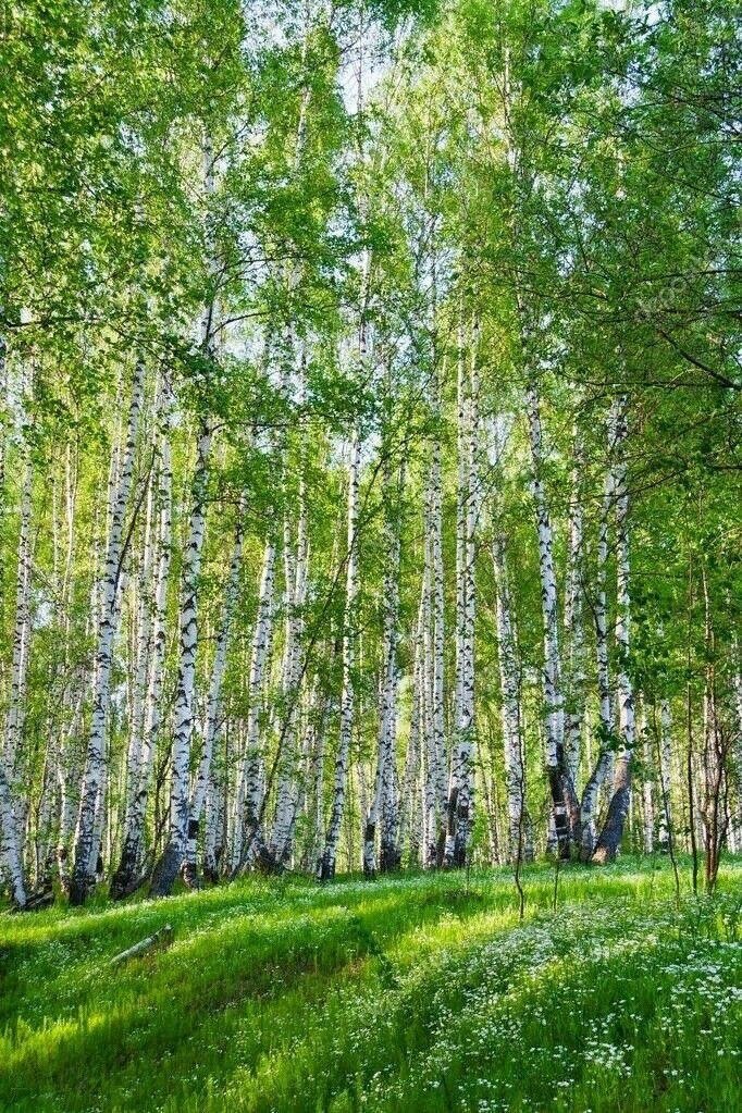 Фото березового леса в хорошем качестве