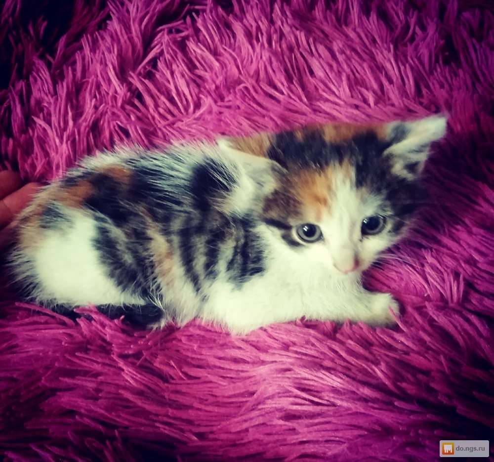 Купить новую кошку. Сибирская кошка котята 3 месяца трёхцветные. Трехцветный пушистый котенок. Трёхцветный котёнок девочка. Трёхцветная кошка пушистая.