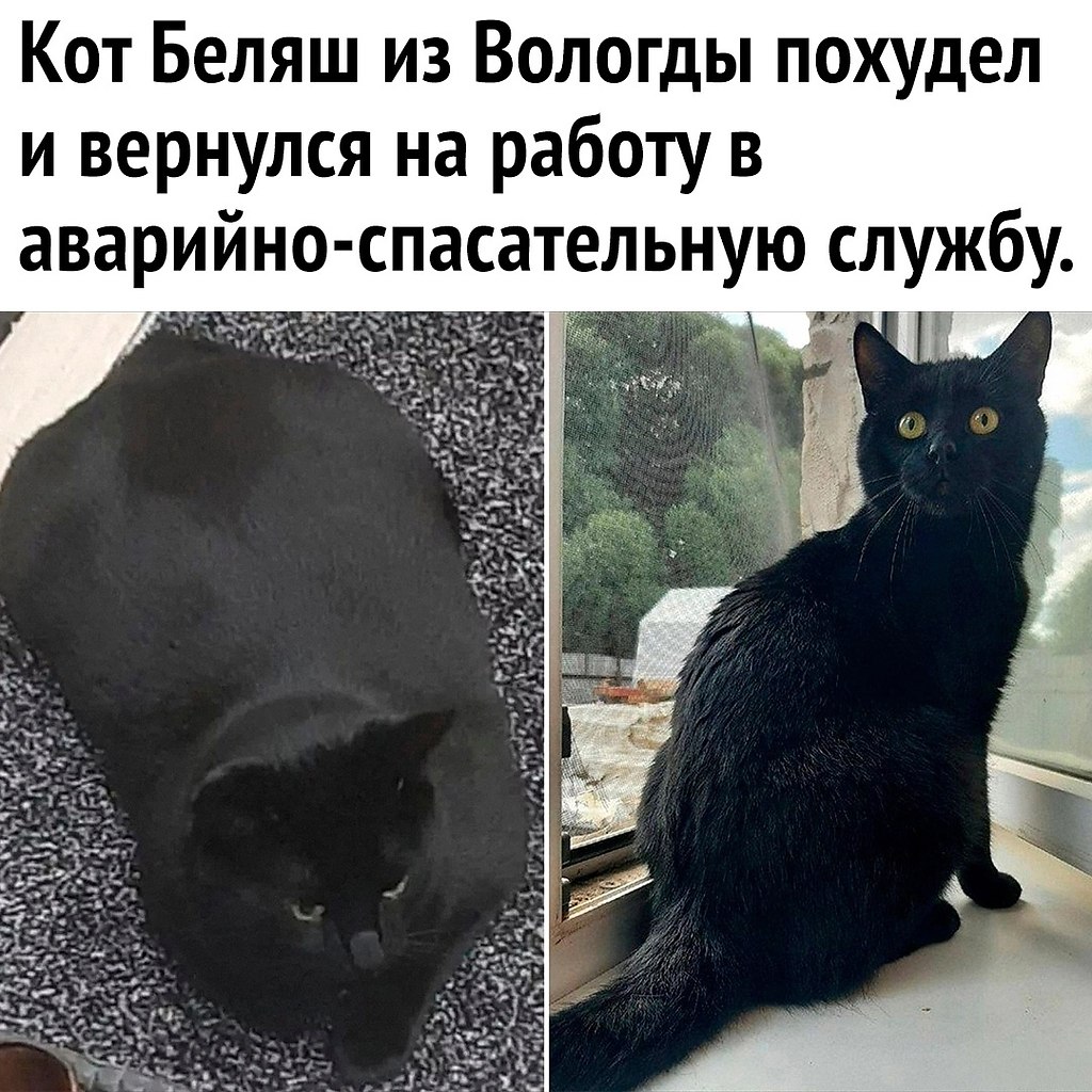 мой кот немного другой манга фото 63