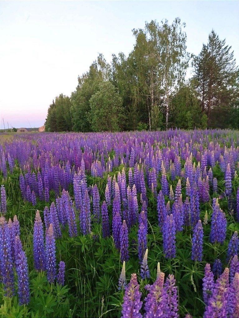 Люпиновые поля в Курске