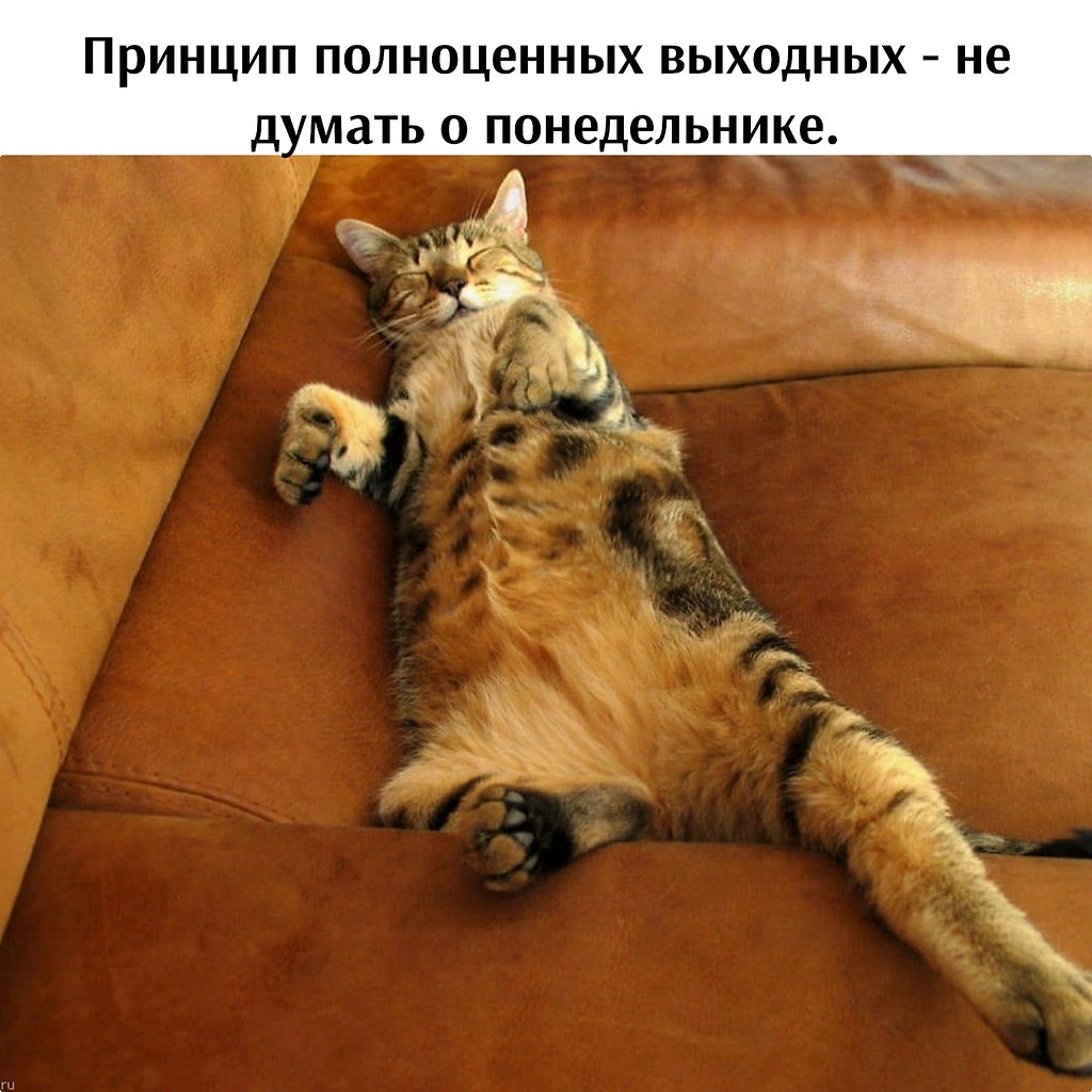 Кот на диване