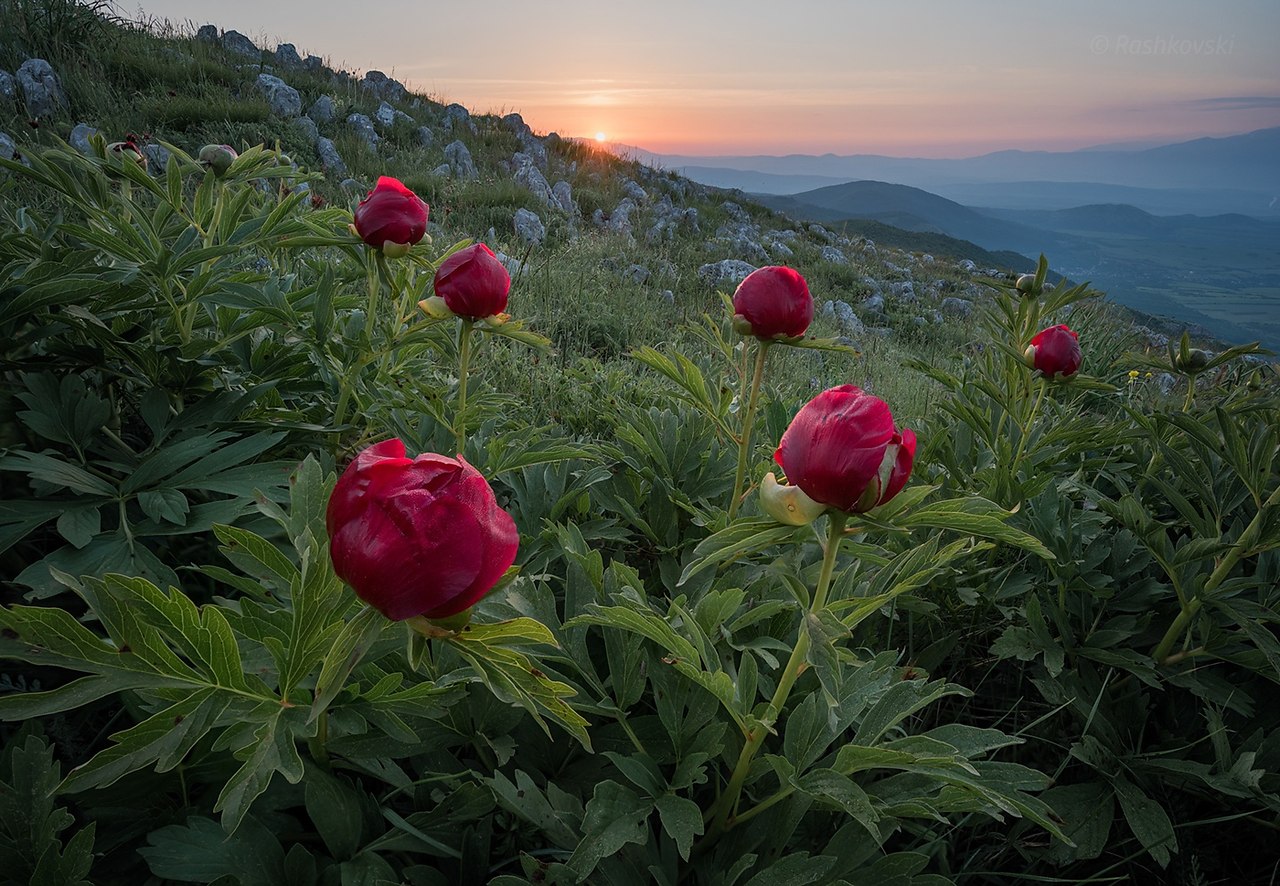 Пион горный Paeonia oreogeton