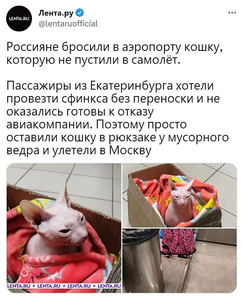 Не поглядев на пирог не