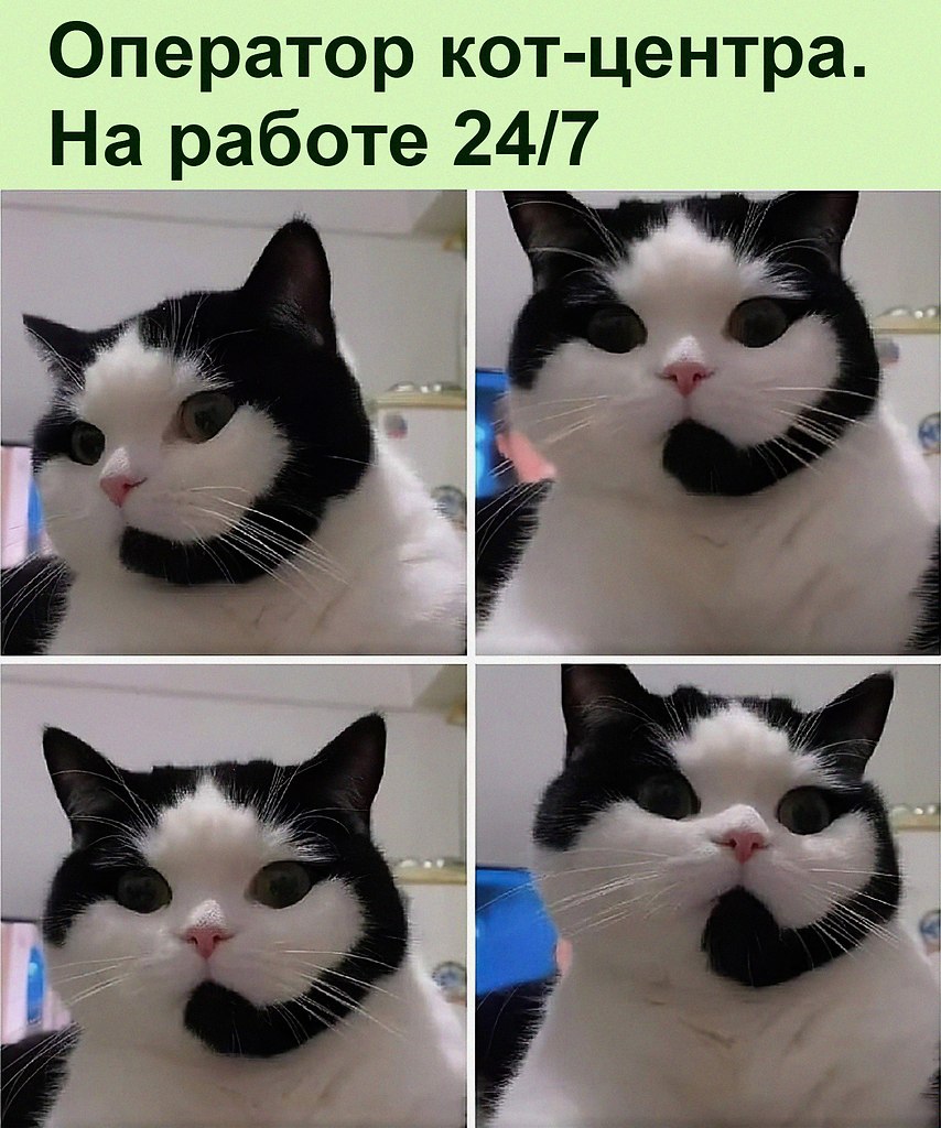 Whistle meme. Техподдержка кот. Котик поддержки. Группа кошек. Кот оператор.