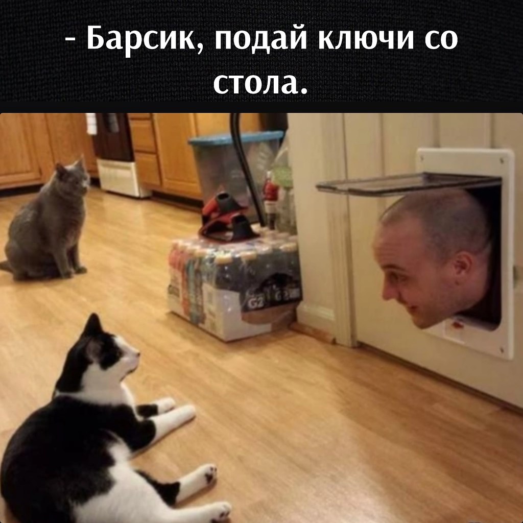 Кот хозяин Мем