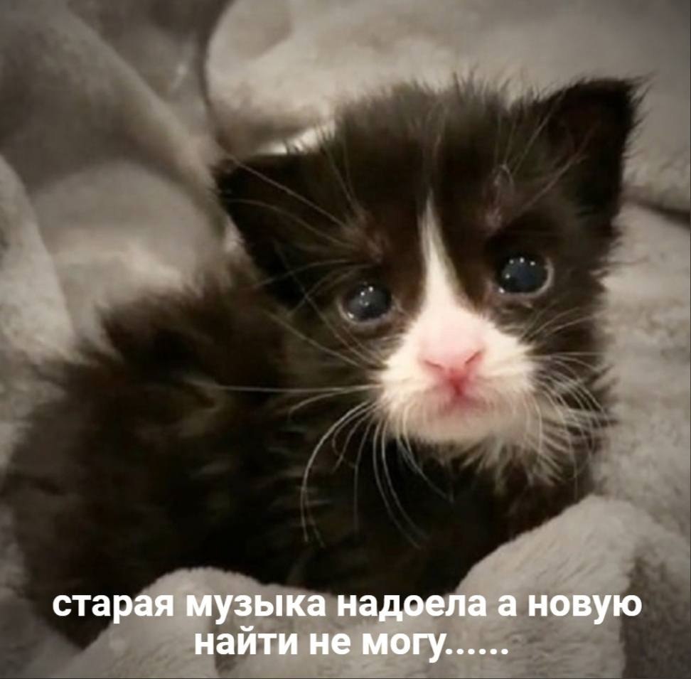 Плачь котиков. Котенок плачет. Плачущий котенок. Милый котенок плачет. Маленький котенок плачет.