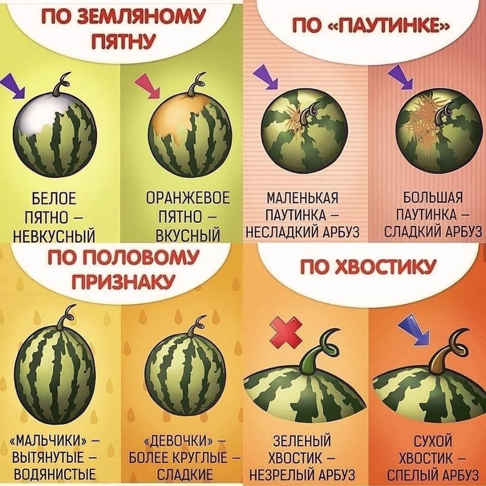 Проект как выбрать спелый арбуз