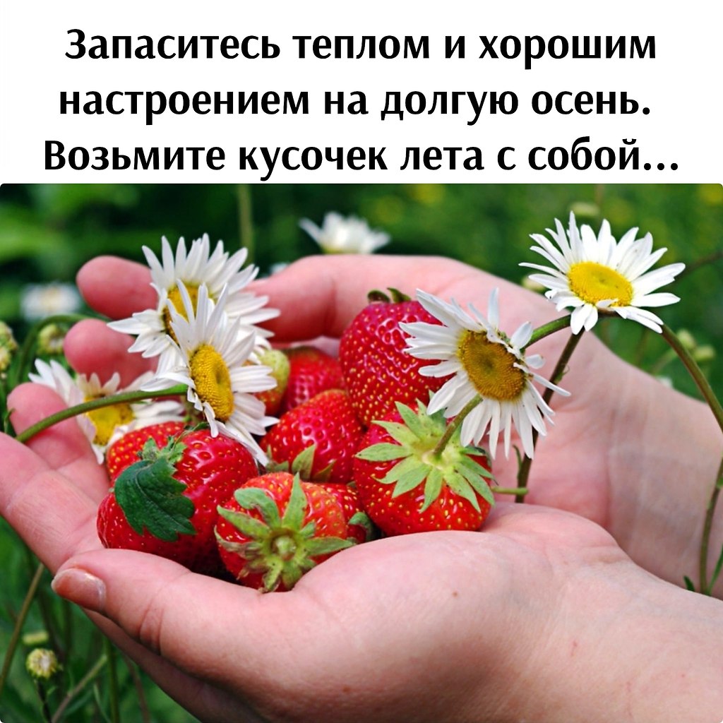 В маленьких руках маленькая жизнь. Клубника и ромашки. Лето ягоды цветы. Лето клубника. Букетик земляники в руках.