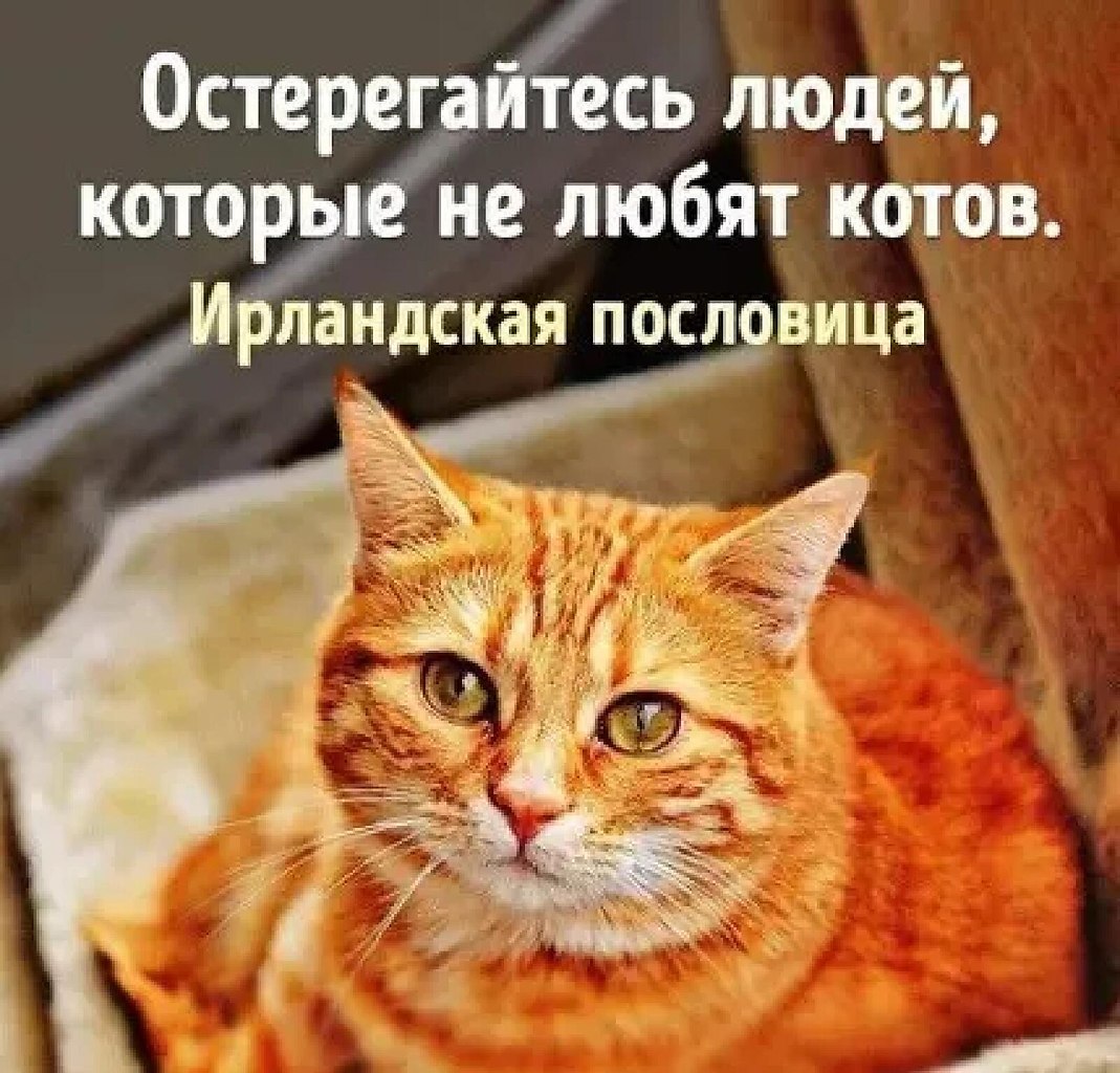 Цитаты про кошек. Остерегайтесь людей которые не любят котов. Бойтесь людей которые не любят кошек. Опасайся людей которые не любят кошек. Остерегайтесь людей которые не любят котов ирландская пословица.