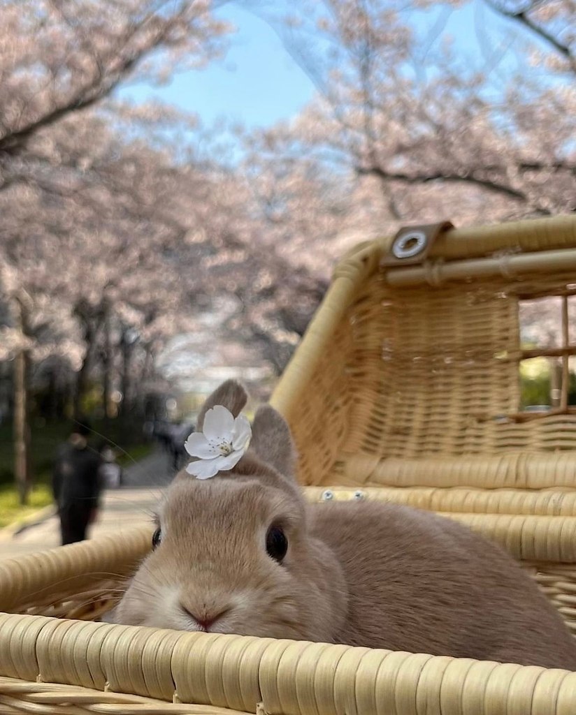 Самые милые животные. Little Rabbit.