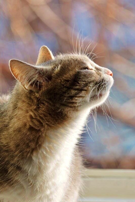 "Светило солнце, а что ему ещё оставалось ... - "БУМАЖНЫЙ ЗМЕЙ ...