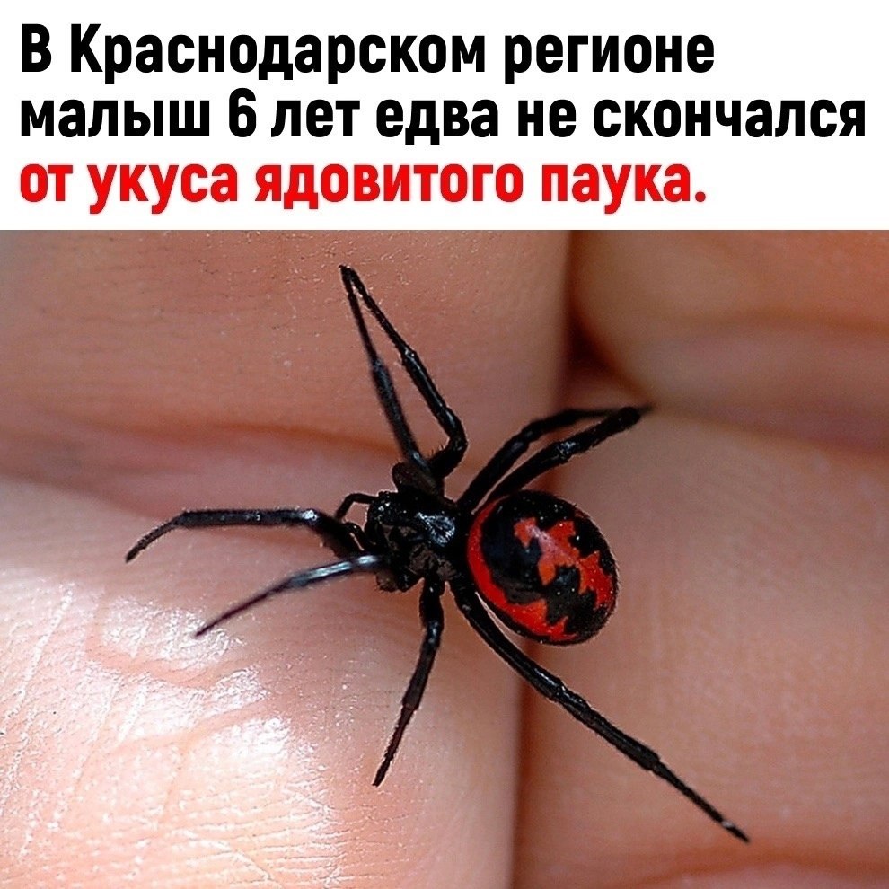 Самый ядовитый паук в России - его укус мучает 2 недели и может убить - Hi-News.