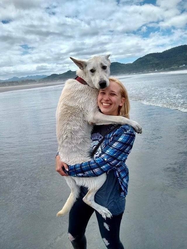 Пес: храбрый и смелый защитник. Мой пес: всегда ... - Собаки ...