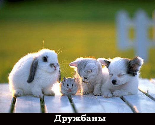 картинки я вас люблю друзья онлайн картинки я вас люблю друзья
