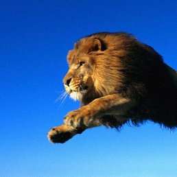 Is-aslanov, ������, 28 ���