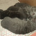 ���� ����_����� ������ ���� ���-��..., �������� - ��������� 28 ���� 2013 � ������ ������� � ��
