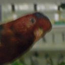 ���� ���, ��������, 30 ��� - ��������� 11 ���� 2013 � ������ ���� ����������