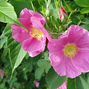 ���� ������, ���������, 62 ���� - ��������� 12 ���� 2012 � ������ �12 �����