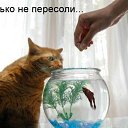 ���� Irisk@, ������ - ��������� 22 ���� 2011 � ������ �������