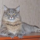  ,  , 37  -  2  2010      :-*****