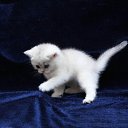 ���� Ruslan, �����, 50 ��� - ��������� 8 ����� 2012