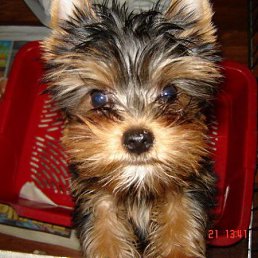 ���� �����, ������, 38 ��� - ��������� 29 ���� 2010