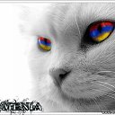���� ����, ��������, 39 ��� - ��������� 19 ���� 2012 � ������ �������