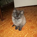 ���� �����, �����������, 41 ��� - ��������� 15 ���� 2011 � ������ �������