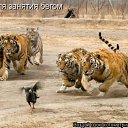 ���� �������, �������, 59 ��� - ��������� 18 ��� 2011 � ������ �������