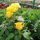 ���� �������, ������, 65 ��� - ��������� 12 �������� 2011 � ������ �������