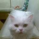 ���� �������, �������, 56 ��� - ��������� 10 ������� 2010 � ������ �1�