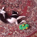 ���� ����, ����-���, 59 ��� - ��������� 8 ���� 2013 � ������ ����� ��� ������������