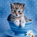 ���� ��������, ����������� - ��������� 16 ������ 2011 � ������ ���� ����������