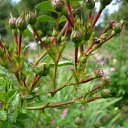 ���� ����@, ��������, 62 ���� - ��������� 21 ���� 2010 � ������ ��������� �������