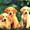 ���� �����, ���� - ��������� 25 ������� 2013 � ������ ���� ������ ������� �����, ��� ������ �������� ������)))�