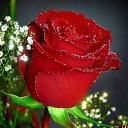 ���� ��������, ������� - ��������� 7 ������� 2012 � ������ ���� ����������