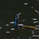  ••,  -  9  2013   RoadKing