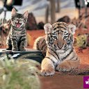 ���� Oksana, �����, 85 ��� - ��������� 30 ������ 2012 � ������ �������