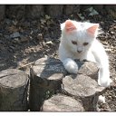   (Paolo Genua),  -  29  2009    