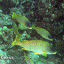 ���� Mr_h, �������, 47 ��� - ��������� 20 �������� 2012 � ������ �������� � ������� ������� �����