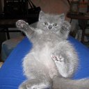 ���� �����, ������, 32 ���� - ��������� 19 ������ 2011 � ������ �My animals =)�