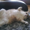 ���� �����, �������, 60 ��� - ��������� 9 ��� 2013 � ������ ���� ����������