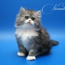 ���� ����, ������-��-����, 23 ���� - ��������� 4 ���� 2011 � ������ �PetLove�