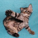  ,  -  3  2010    ,, ۻ