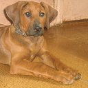 ���� ��������, Ѹ��!!!, �������, 38 ��� - ��������� 14 ������ 2011 � ������ �������